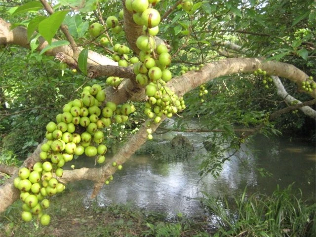 đau khớp, bệnh khớp, chữa bệnh, sức khỏe, làm mẹ, phụ nữ, gia đình, trị bệnh, quả sung