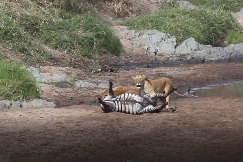 CLIP: Sư tử cái bị đạp "vỡ mồm" khi tấn công ngựa vằn