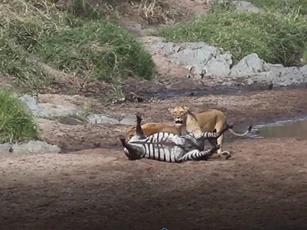 CLIP: Sư tử cái bị đạp "vỡ mồm" khi tấn công ngựa vằn