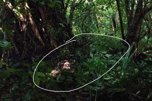 Phát hiện 1 bộ xương người trên đỉnh Núi Cấm - An Giang