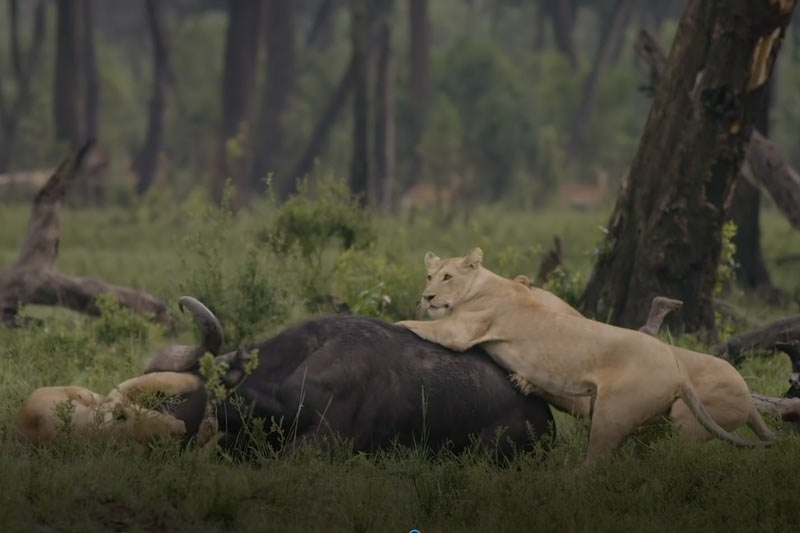CLIP: Đàn trâu rừng tấn công 4 con sư tử để giải cứu đồng loại