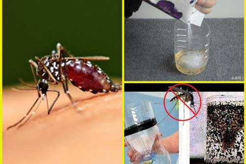 Tuyệt chiêu diệt sạch muỗi trong nhà chỉ với 1 cốc bia uống dở