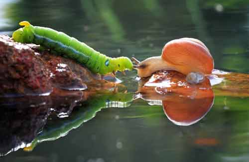 Ảnh đẹp: Ốc sên đối đầu với sâu bướm