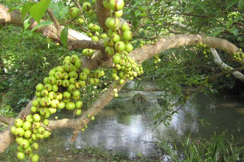 Trị viêm khớp siêu hữu hiệu với quả sung hầm thịt lợn