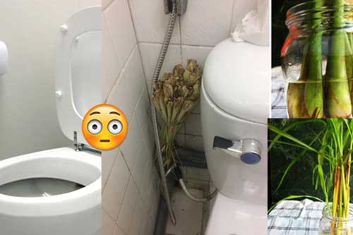 Đặt 1 bó sả đúng chỗ này, cả tuần không cần dọn nhà vệ sinh vẫn thơm ngát bất ngờ