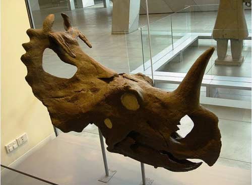 Nghĩa địa của khủng long lớn nhất thế giới nằm ở đâu?