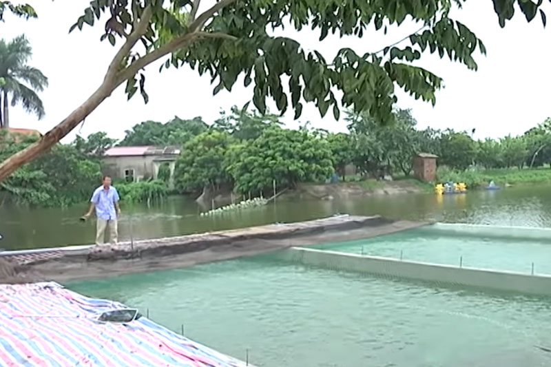 Hà Nội: Lão nông làm giàu nhờ nuôi cá bằng thảo dược