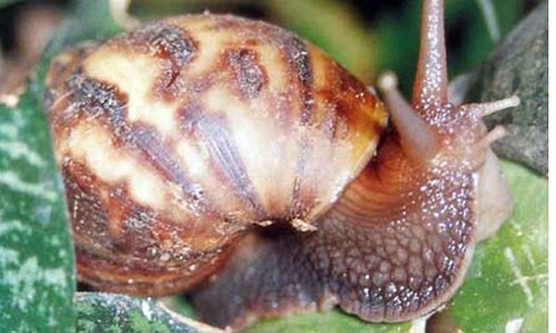 20 lo&#xE0;i v&#x1EAD;t c&#xF3; k&#xED;ch th&#x1B0;&#x1EDB;c to &#x111;&#x1ED9;t bi&#x1EBF;n &#x111;&#x1EBF;n ng&#x1EE1; ng&#xE0;ng