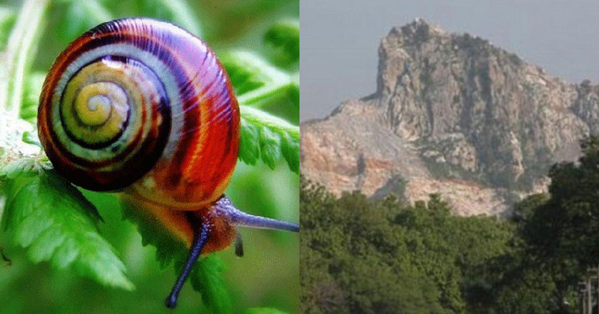 Phát hiện ốc sên bảy sắc cầu vồng quý hiếm