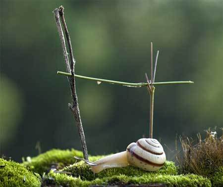 Cảnh ốc sên 'tập xà' làm dân mạng 'đổ gục' ngay từ lần đầu nhìn thấy