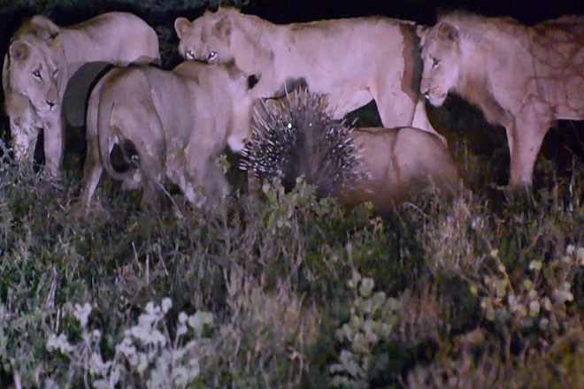 7 con sư tử ‘bất lực’ trước chú nhím lỳ lợm