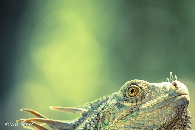 CLIP: Gặp phải diều hâu trong lúc đi săn, thằn lằn cổ tròn nhận 'cái kết đắng'