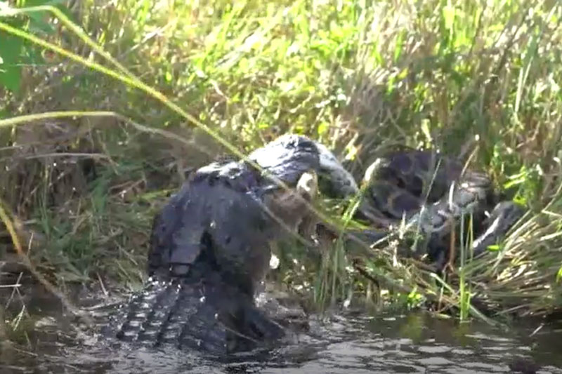 Trăn Miến Điện bỏ mạng khi ‘đi lạc’ vào lãnh địa của cá sấu mõm ngắn Mỹ