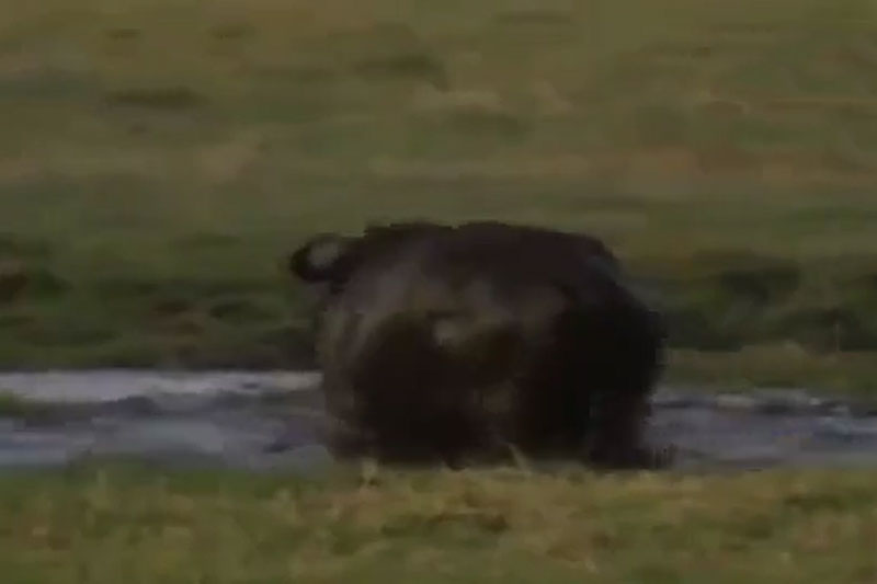 Trâu rừng 'nổi cơn thịnh nộ', suýt dìm chết sư tử