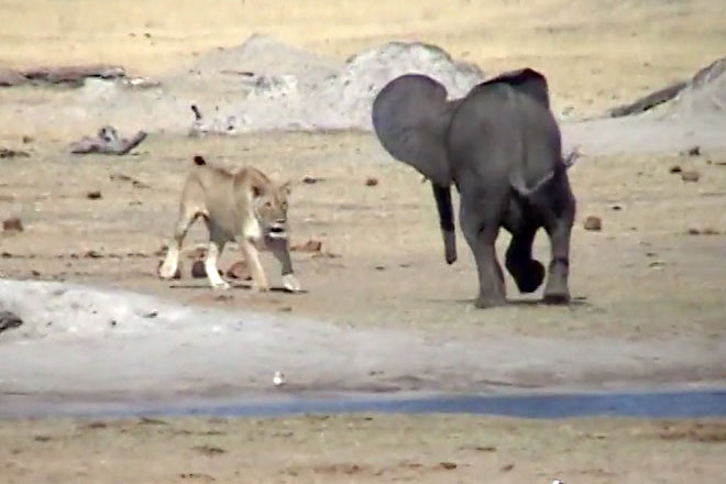 Voi con trả giá bằng cả tính mạng vì liều lĩnh tấn công sư tử