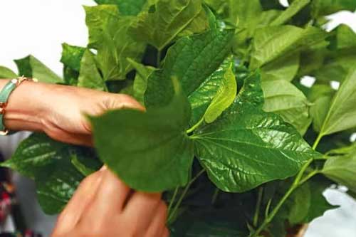 Những bài thuốc chữa bệnh cực hiệu nghiệm từ lá lốt