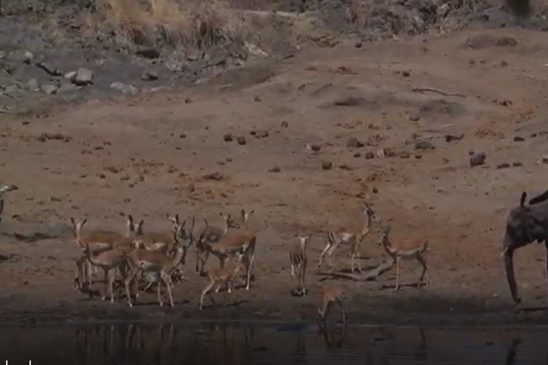 CLIP: Linh dương Imlapa thoát chết "ngoạn mục" khi bị cá sấu tấn công