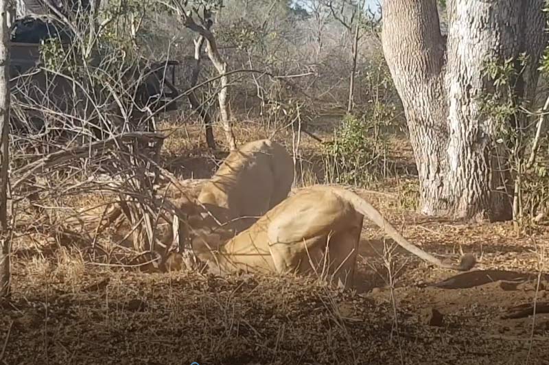 CLIP: 2 con sư tử đực đào hang tóm cổ lợn bướu ăn thịt