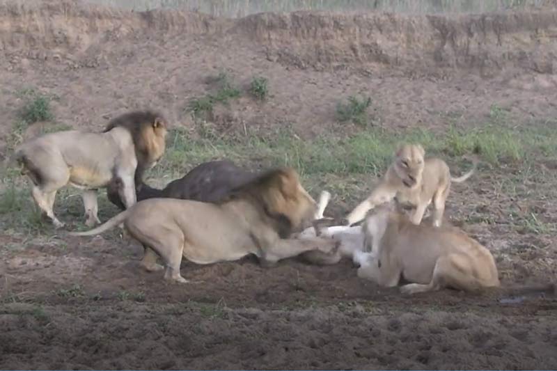 CLIP: Đàn sư tử tấn công trâu rừng và cái kết khó tin