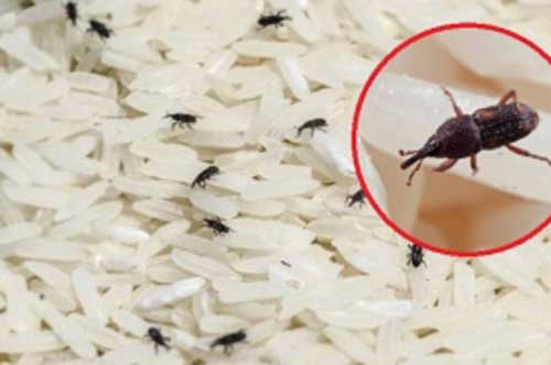 Tuyệt chiêu đuổi mọt ra khỏi gạo cực đơn giản