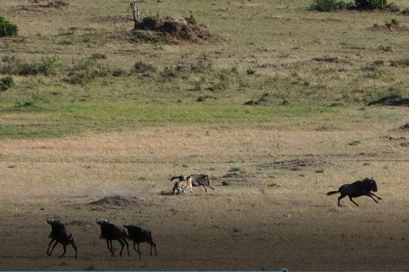 CLIP: Báo săn đơn độc tấn công đàn linh dương đầu bò