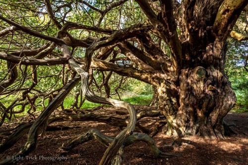 Khám phá khu rừng bí ẩn của 'phù thủy hắc ám' nổi tiếng nhất tại nước Anh