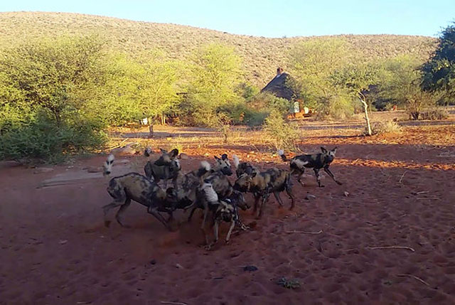 Đang tắm mát, lợn bướu bỗng bị chó hoang bao vây rồi đoạt mạng trong chớp mắt