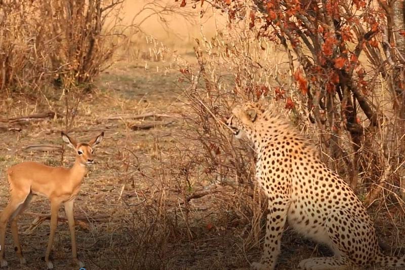 CLIP: Khó tin trước cảnh báo săn chơi đùa với linh dương Impala