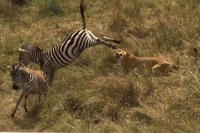 Ngựa vằn mẹ ‘tung chiêu độc’, đá vỡ mồm sư tử để giải cứu con non