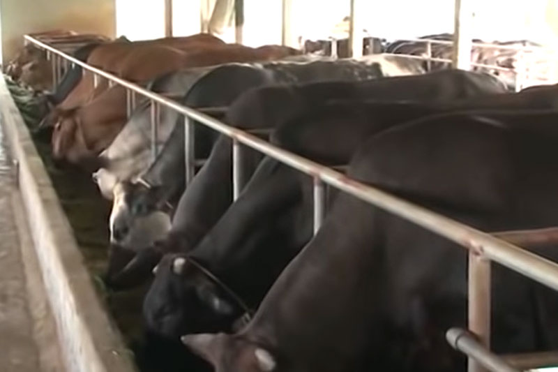 Hà Nội: Thu nhập hơn 1 tỷ đồng/năm nhờ mô hình nuôi bò BBB