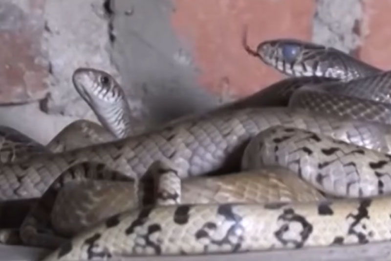 Hà Nội: Nam thanh niên làm giàu nhờ mô hình nuôi rắn hổ trâu