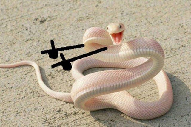 Nam sinh 17 tuổi hoảng loạn vì bị rắn cắn 8 lần trong 1 tháng