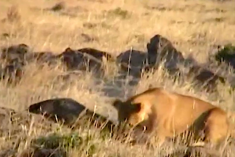 Bị sư tử 'tóm sống', trâu rừng con vẫn thoát chết ngoạn mục