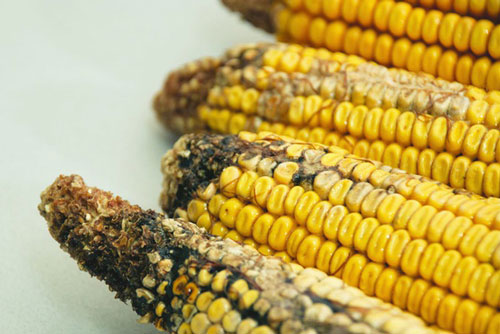 Chất độc phổ biến gây ung thư gan