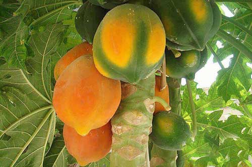 Mẹo chọn mua đu đủ chín tự nhiên, không sợ hóa chất độc hại