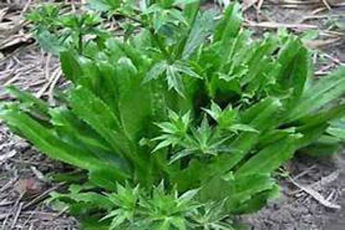 Những bài thuốc chữa bệnh cực hiệu nghiệm từ cây mùi tàu (ngò gai)