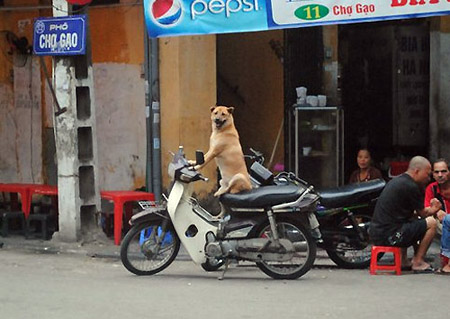 Chết cười với những hình ảnh hài hước chỉ có ở Việt Nam - Phần 2