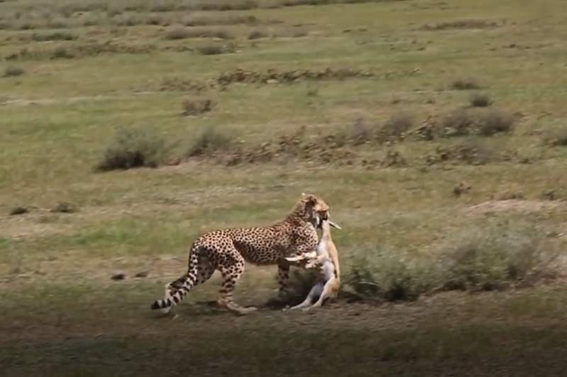 CLIP: Tấn công lợn bướu không thành, báo săn chuyển mục tiêu sang linh dương