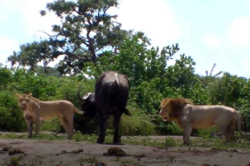 CLIP: Một mình trâu rừng "tử chiến" với 2 con sư tử để giành sự sống