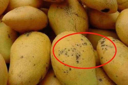 Quả xoài có đốm đen to hay nhỏ thì ăn được?