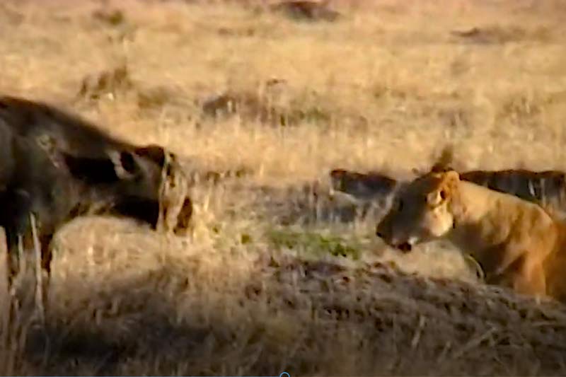 CLIP: Vừa chạm vào nghé con, sư tử đã phải bỏ chạy vì đàn trâu rừng tấn công