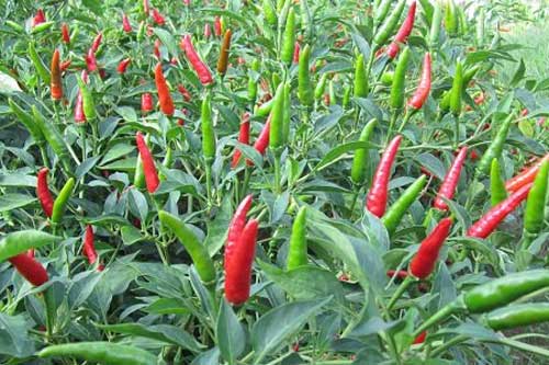 Những bài thuốc chữa bệnh cực hiệu nghiệm từ lá ớt