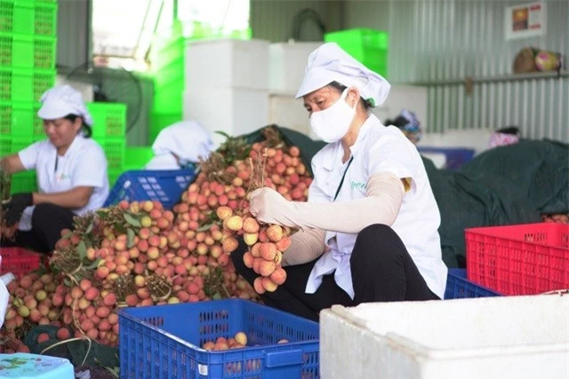 Hàng loạt nông sản Việt Nam sắp lên đường sang EU - Ảnh 1.