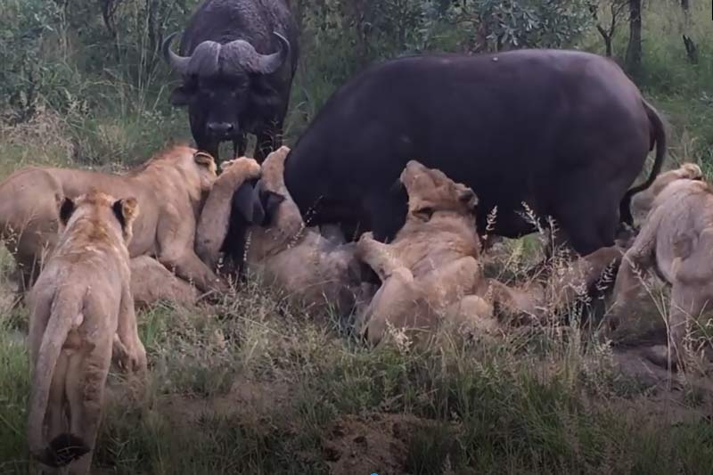 CLIP: Được đồng loại giải cứu, trâu rừng vẫn không thể thoát khỏi nanh vuốt 7 con sư tử