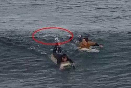 Chàng trai hành động khó tin khi bị cá mập tấn công