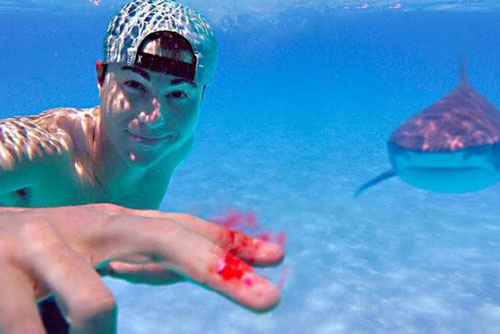 Thực hư chuyện cá mập có thể ngửi thấy mùi máu cách xa hàng km, sẵn sàng tấn công người?