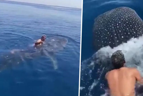 Khoảnh khắc người đàn ông cưỡi cá mập voi trên Biển Đỏ gây sốc