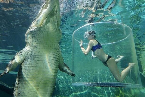 Lặn xuống nước ngắm cá sấu 5m, cô gái lên bờ với thái độ 'tỉnh bơ' và loạt ảnh chứng minh con người luôn nhỏ bé trước muôn vật