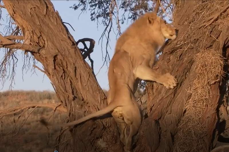 CLIP: Sư tử đực hung hãn leo lên cây cướp mồi của báo hoa mai