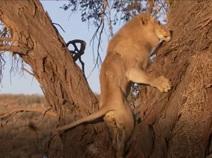 CLIP: Sư tử đực hung hãn leo lên cây cướp mồi của báo hoa mai
